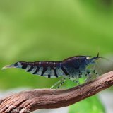 Blaue Tigergarnele - DNZ Deutsche nachzucht. OE