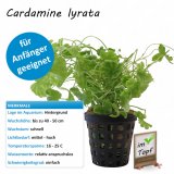 Cardamine lyrata im Topf