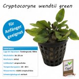 Cryptocoryne wendtii green im Topf