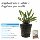 Cryptocoryne x willisii / Cryptocoryne nevillii im Topf