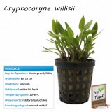 Cryptocoryne willisii im Topf