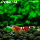 Kristallrote Zwerggarnele / Red Bee K2-K4
