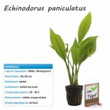 Echinodorus paniculatus im Topf