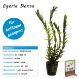 Egeria Densa im Topf