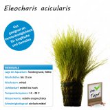 Eleocharis acicularis im Topf