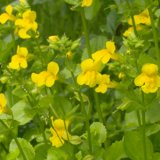 Gelbe Gauklerblume - Mimulus luteus