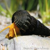 Orangene Felsenschnecke - Tylomelania sp. Orange