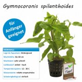 Gymnocoronis spilanthoides im Topf