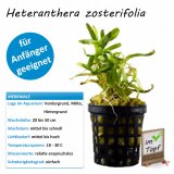 Heteranthera zosterifolia im Topf