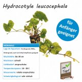 Hydrocotyle tripartita japan im Topf