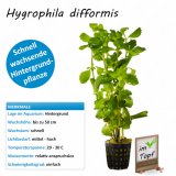 Hygrophila difformis im Topf