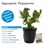 Hygrophila Polysperma im Topf