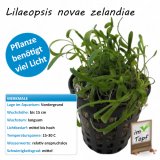 Lilaeopsis novae zelandiae im Topf