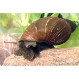 Spitzschlammschnecke - (Lymnaea stagnalis)