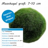 Mooskugel gro: 7-10 cm