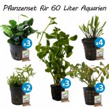 Pflanzenset fr  60 Liter Aquarien