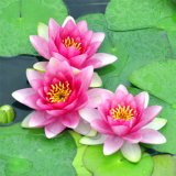 Pinke Seerose - Nymphaea Fabiola