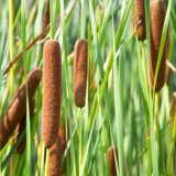 Breitblttriger Rohrkolben - Typha latifolia