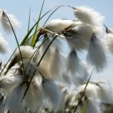 Schmalblttriges Wollgras - Eriophorum angustifolium