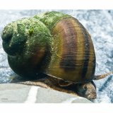 Sumpfdeckelschnecke - Schnecke fr Teich & Aquarium