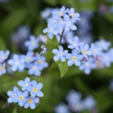 Sumpf-Vergissmeinnicht - Myosotis palustris