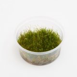 Giant Moss (Taxiphyllum sp. Giant) XXL,  8 cm