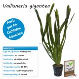 Vallisneria gigantea im Topf