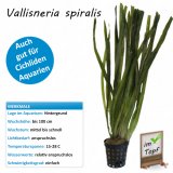 Vallisneria spiralis im Topf