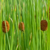 Zwergrohrkolben - Typha minima