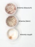 Artemia Salina- (klein)