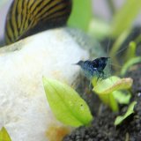 Blue Carbon Rili