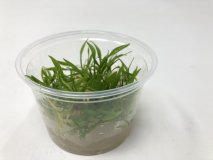 Cryptocoryne parva in Vitro