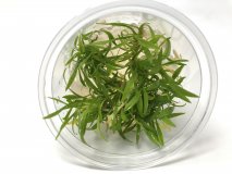 Cryptocoryne parva in Vitro