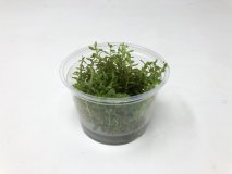 Rotala rotundifolia in vitro