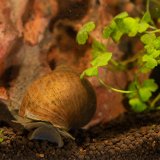 Spitzschlammschnecke - (Lymnaea stagnalis)