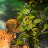 Spitzschlammschnecke - (Lymnaea stagnalis)