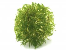 Taxiphyllum sp. Spiky moss