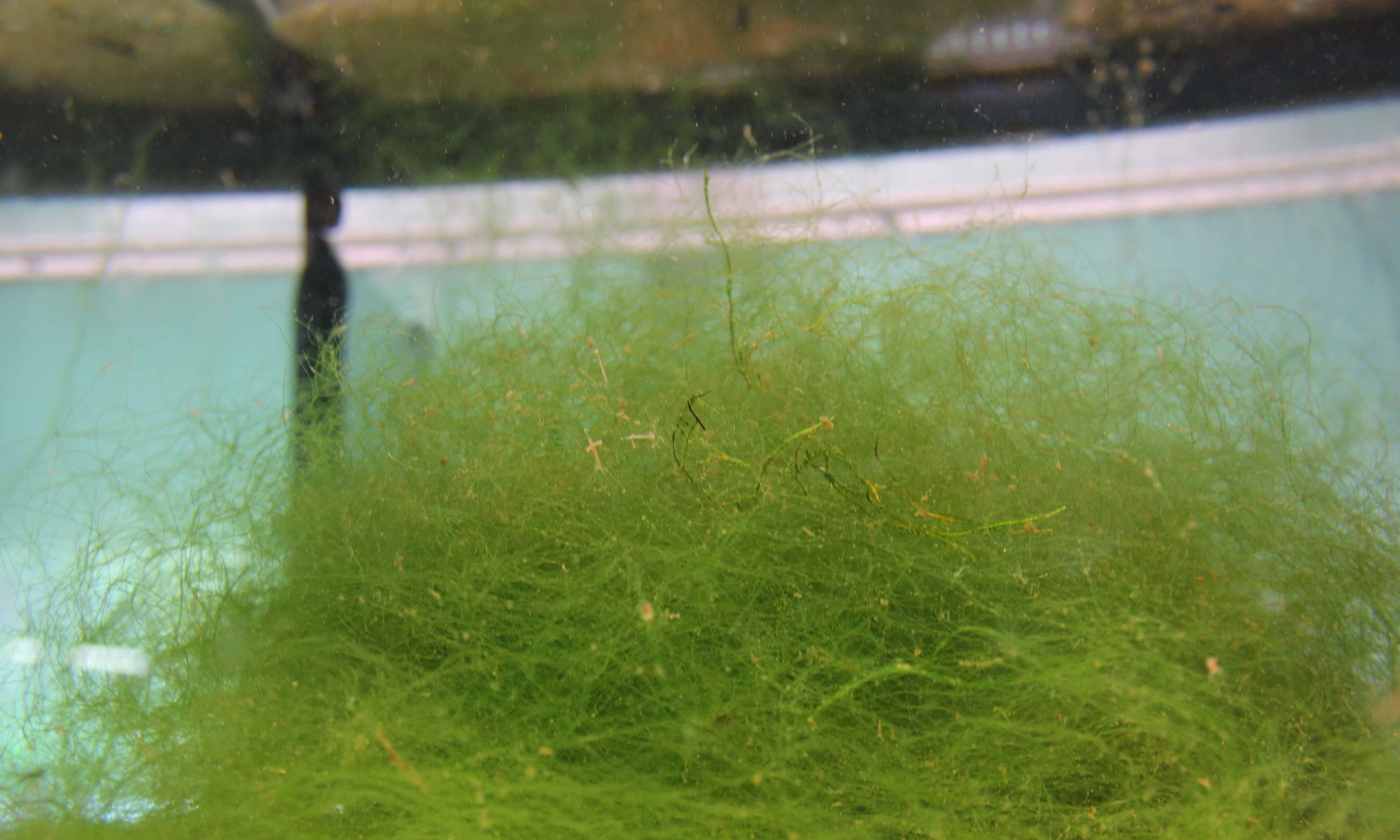 Algen im Aquarium
