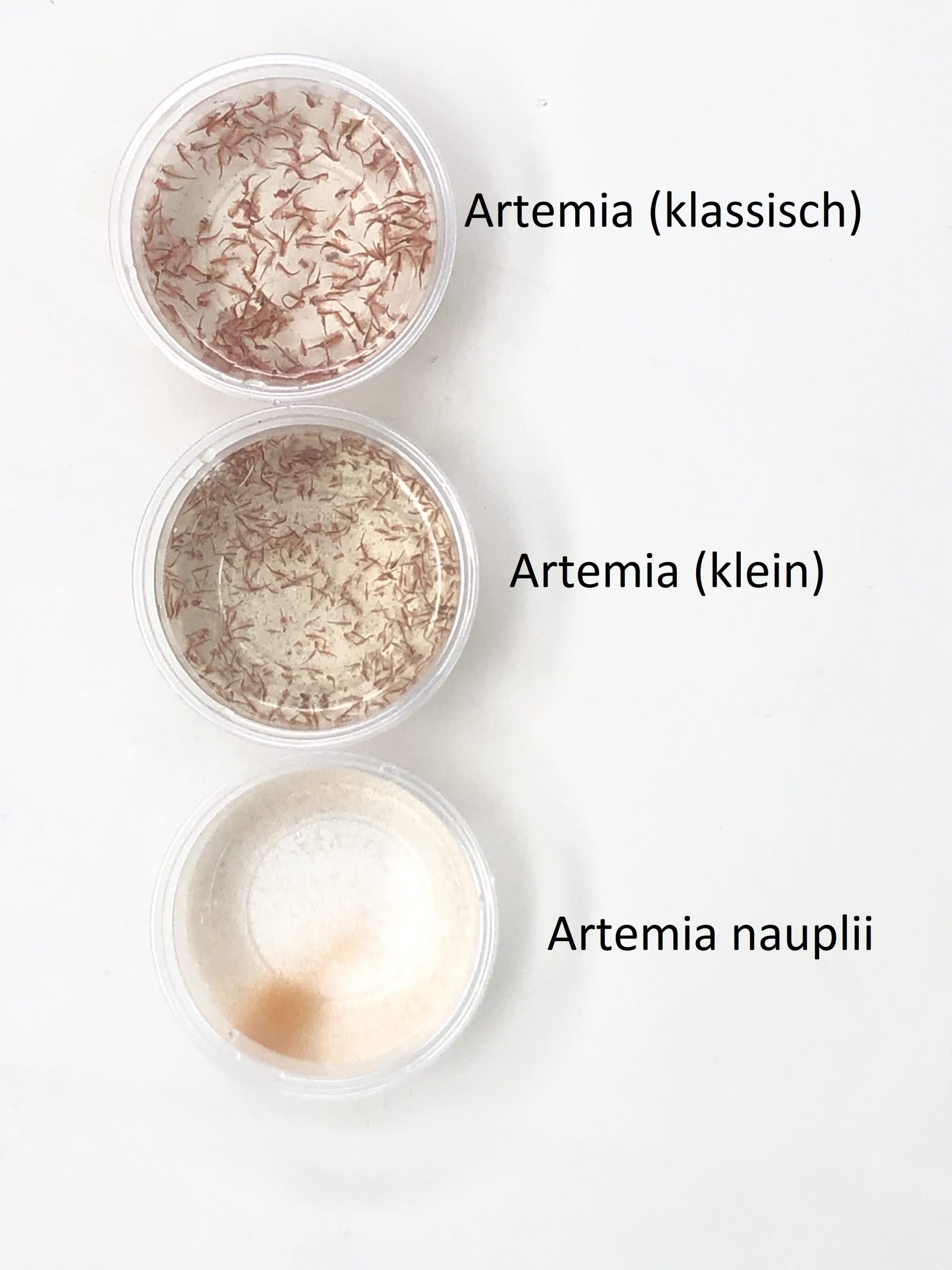 Artemia in verschiedenen Größen im Vergleich
