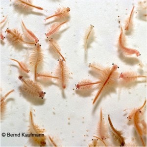 Artemia Lebenfutter für Aquarienfische