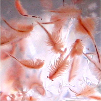 Frisches Artemia Lebendfutter