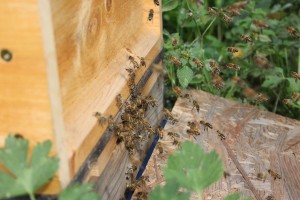 Bienen im Anflug auf den Bienenstock