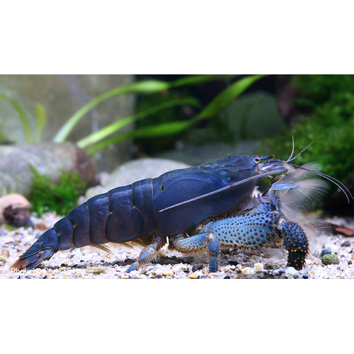 Blaue Monsterfächergarnele filtert Nahrung aus dem Wasser