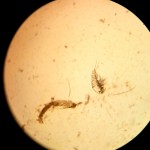 Ein Kopffüßler unter dem Mikroskop. Sie sind genauso wie Artemien natürliche Nahrung für Fische aber ungleich schwerer zu züchten.