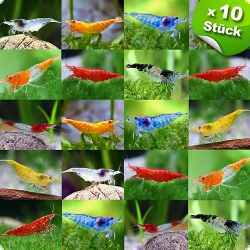 Bunte Garnelenmischung verschiedener Neocaridina-Arten
