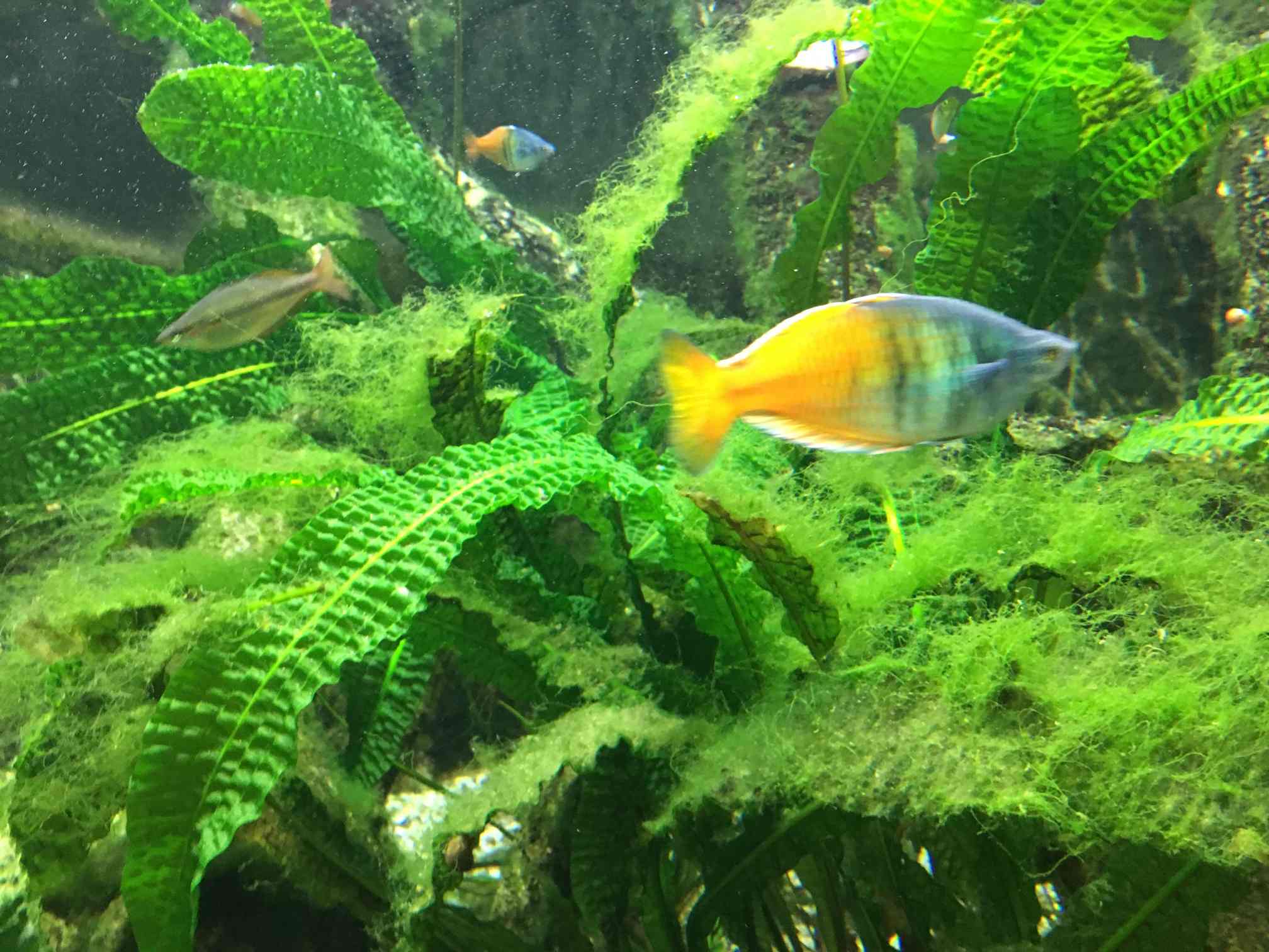 Gesunde Zierfische bei optimalen Wasserwerten