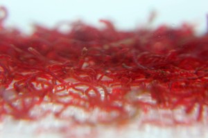 lebende rote Mückenlarven - Lebendfutter