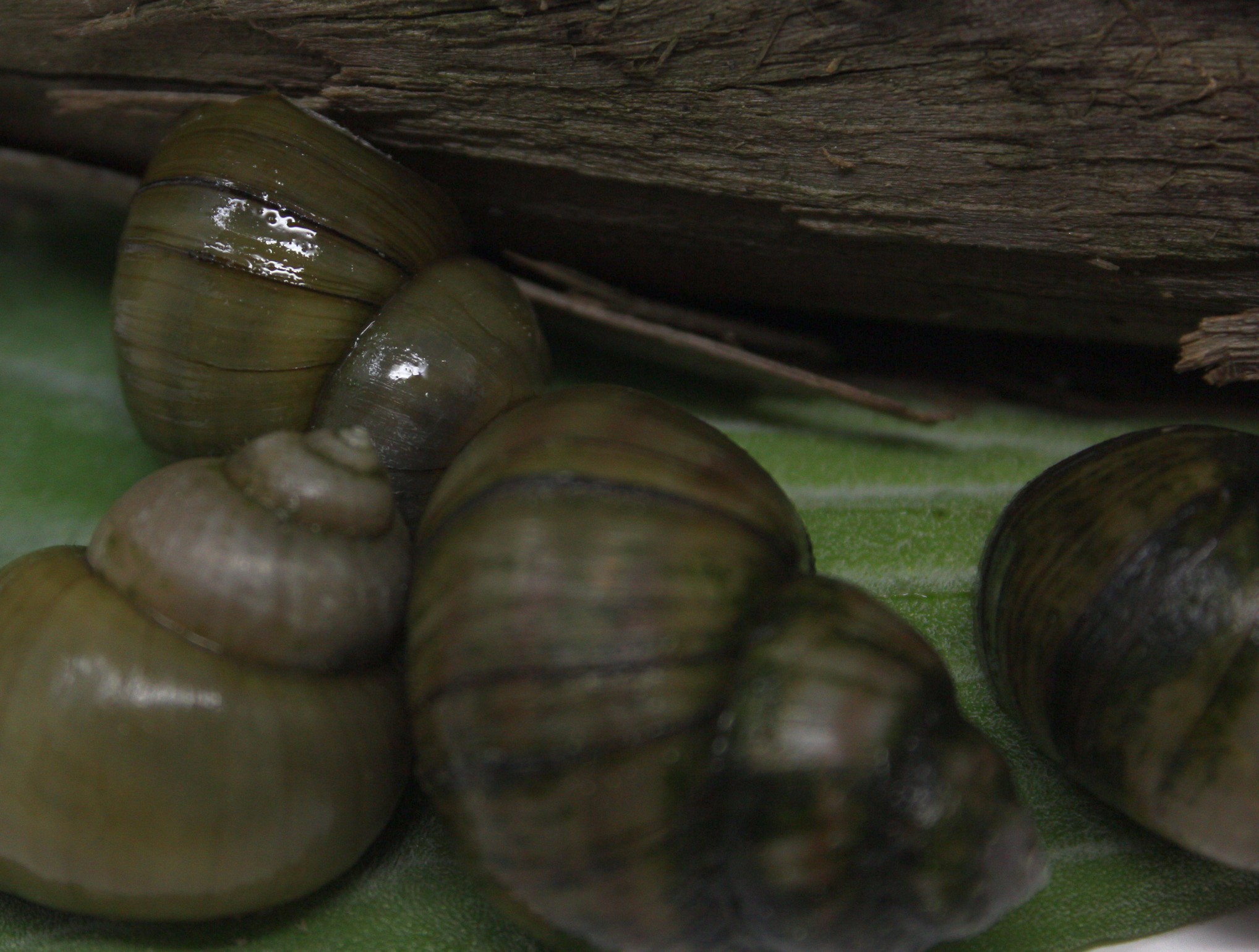 Teichschnecken im Gartenteich Posthornschnecke, Spitzschlamm