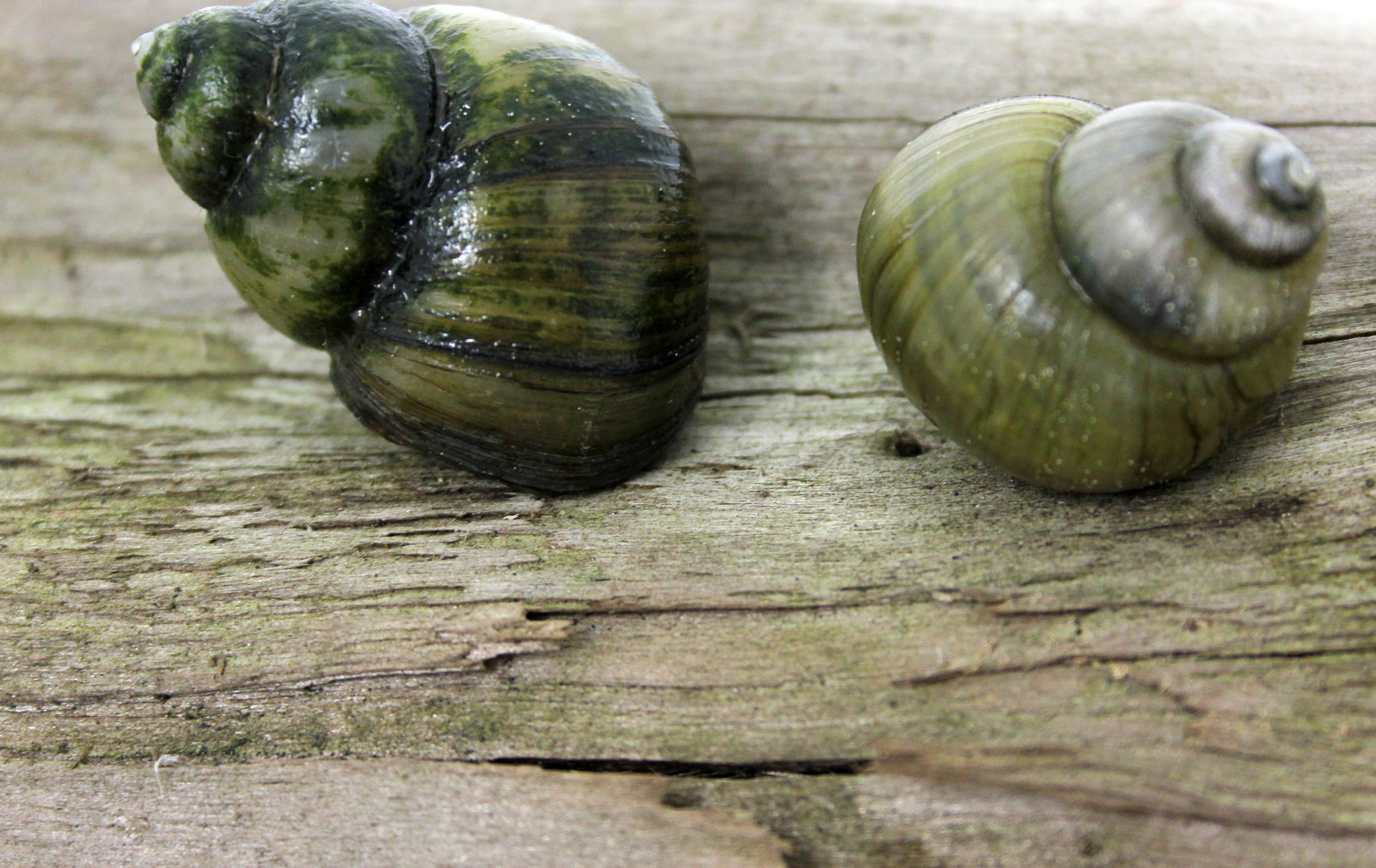 Teichschnecken im Gartenteich Posthornschnecke, Spitzschlamm