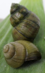 Sumpfdeckelschnecken gegen Algen